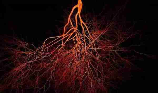 解剖发现！新型血管横跨骨骼，系血细胞、免疫细胞“越狱”通道