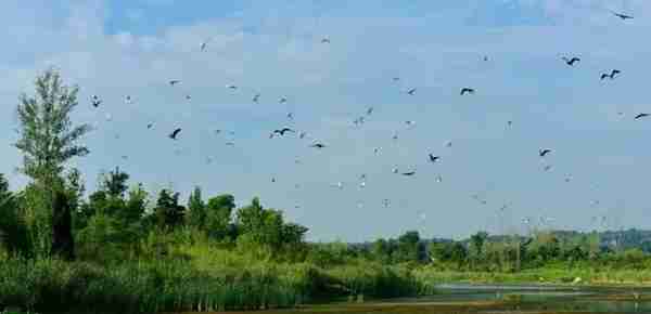 关于陕西澽水国家湿地公园生态环境保护的倡议书