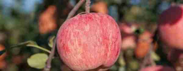 苹果期货将在12月22日挂牌 郑商所推出全球首个鲜果类期货合约