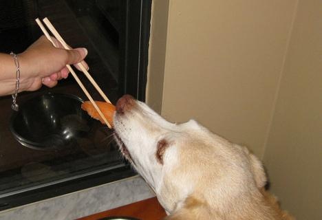主人看到什么都想跟狗狗分享？寿司可以喂狗吗？我们来分析下成分