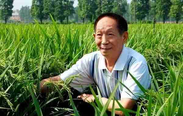 同样都是来自中国的种子，为何美国种出的水稻，亩产要比中国高？