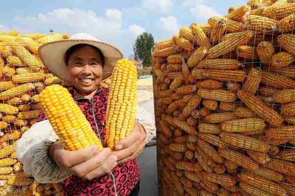 11月13日玉米豆粕价格，玉米将完成探底，豆粕看涨