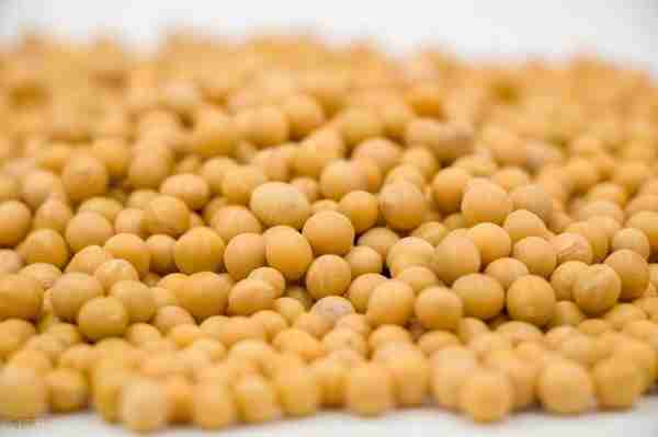 12月12日各地区国产大豆价格 美豆粕期货高位调整 豆粕现货价格稳定