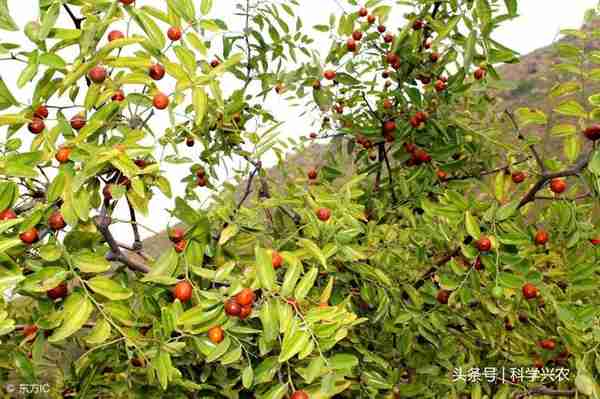 农村山林里常见的酸枣树有什么用途？