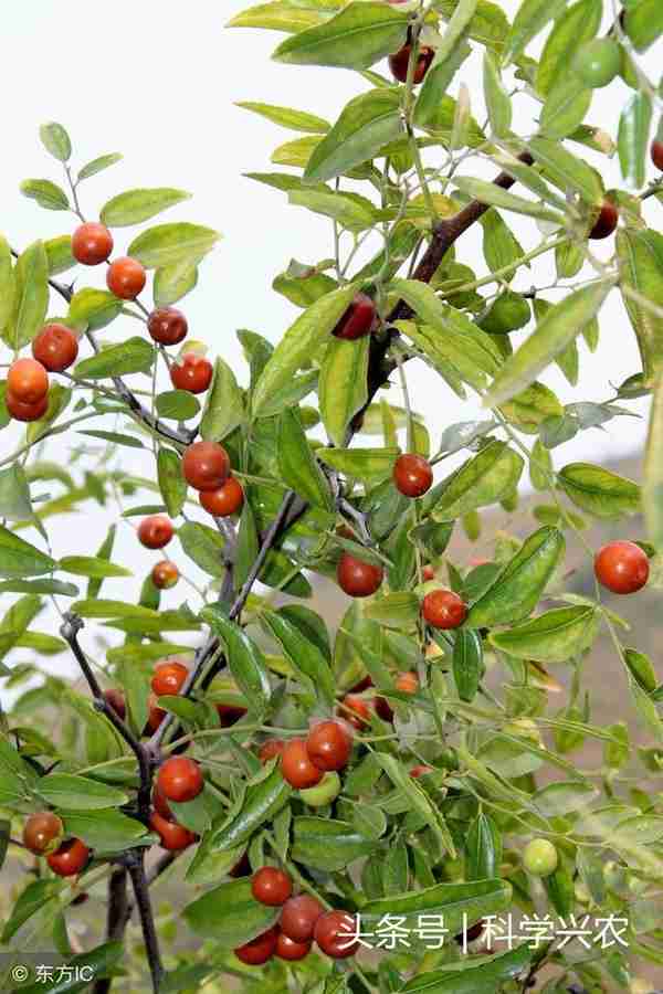 农村山林里常见的酸枣树有什么用途？