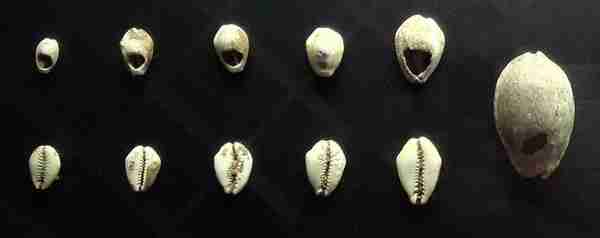 古代贝壳作为最原始的货币之一，海边的渔民岂不是最有钱了？