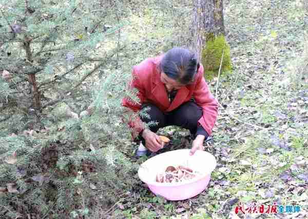 甘肃康乐：野生松树菇变身“金疙瘩”