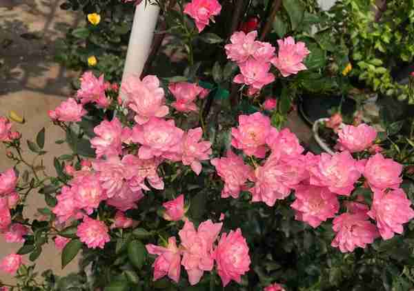 天荷—阳台盆栽“永远滴神”，植株矮小，美若莲花，四季有花看