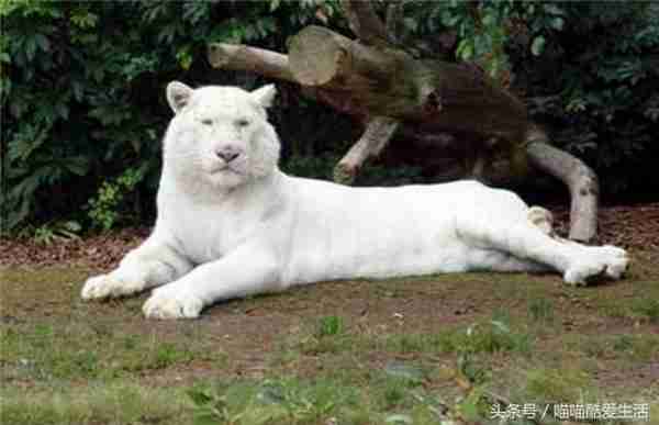 9张超漂亮的白化动物照片，它们就应该这个颜色才好看