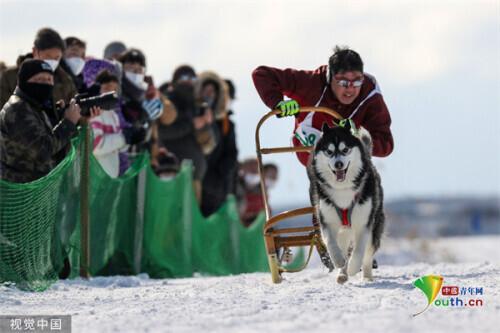 日本举行狗拉雪橇比赛