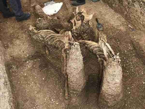 考古学家挖出“无头马”战车墓，两匹站姿“无头马”，主人躺盾上
