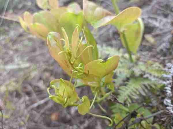 山上3种有刺的野生植物，全是名贵药材，看看你都认识吗？