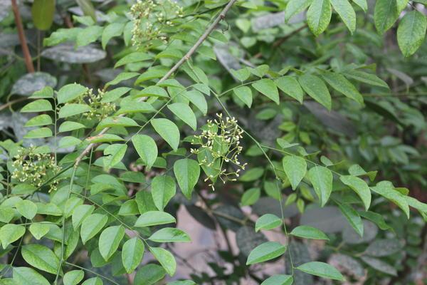 仅此一棵！郑州海南黄花梨开花了，它是中国古代四大名木之一