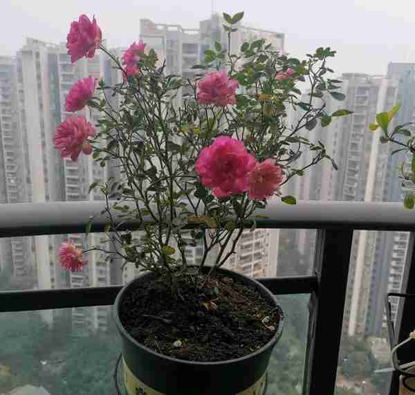 天荷—阳台盆栽“永远滴神”，植株矮小，美若莲花，四季有花看